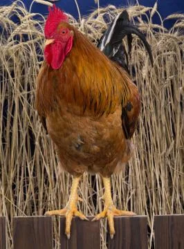 Rooster on a  wheat  background Stock Photos