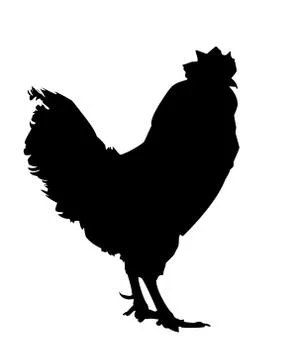 Rooster on white background Stock Illustration