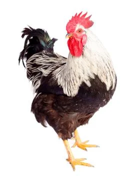Rooster on white background Stock Photos