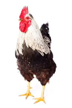 Rooster on white background Stock Photos