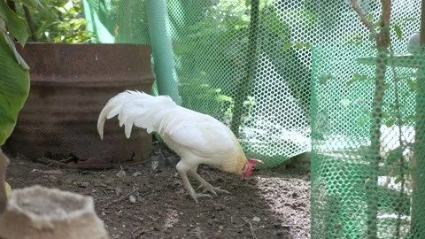 Rooster white chicken while eating grains on free range organic farm, Chicken Stock Footage 170101769