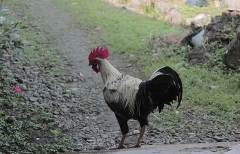 Rooster in white Stock Photos
