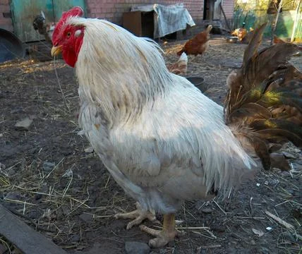 Rooster white Stock Photos