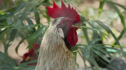 Rooster with white plumage 動画素材 42150074