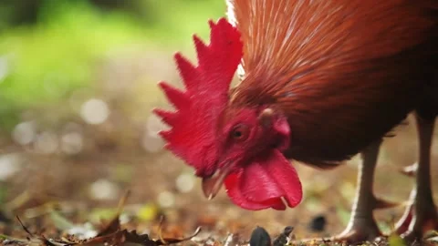 Rooster in the wild forest trying to find food in Ilha de Sao Miguel, Azores, Stock Footage 160298553