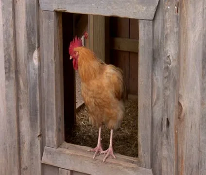 Rooster in Window Stockbeeldmateriaal 12272289