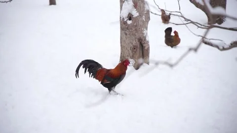 Rooster in winter snow Stock Footage 170921541