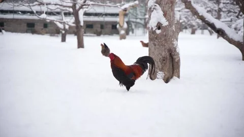 Rooster in winter snow Video stock 170921557