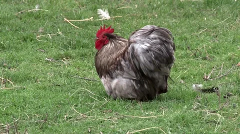 Rooster in the yard Vidéo 35761308