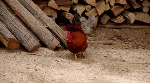Rooster in the yard Stock Footage 48731583