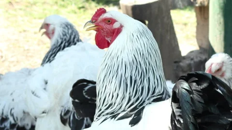 Rooster in the Yard Stock Footage 51017406
