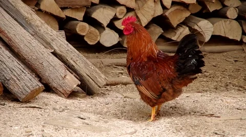 Rooster in the yard of a house Stock Footage 48731552