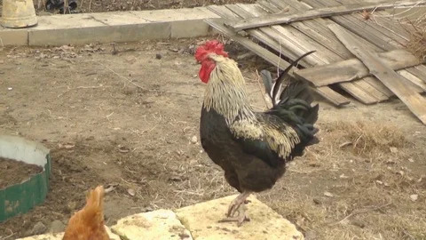 The Rooster in the Yard Treads the Hen Stock Footage 73593592