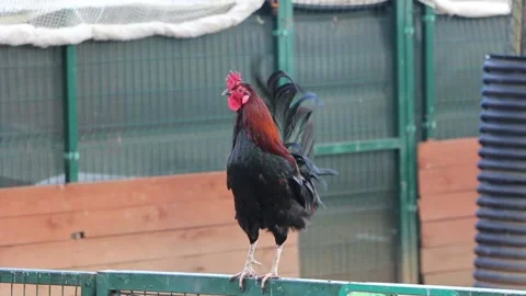 A rooster in the zoo Stock Footage 171929560