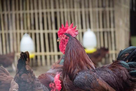 Rooster zoom on cockscomb Stock Photos