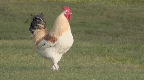 Rooster.m2ts Stock Footage 1085528