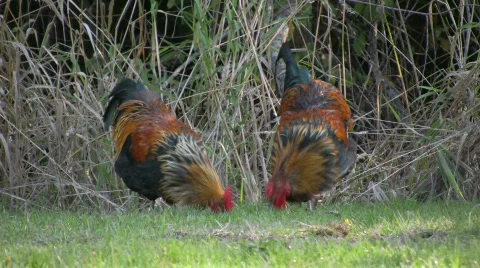 Roosters 2 Video stock 382588