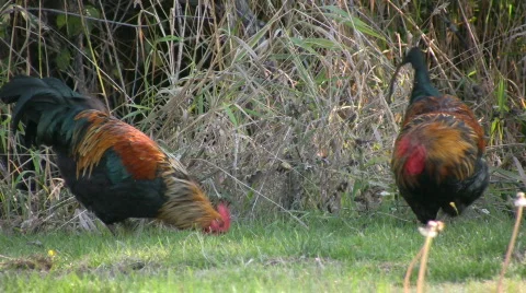 Roosters 3 Video stock 384307