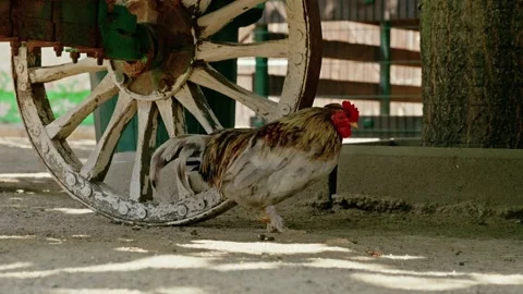 Roosters and Chickens by Rustic Wagon Wheel in Farmyard 1 Stock-Footage 343672134