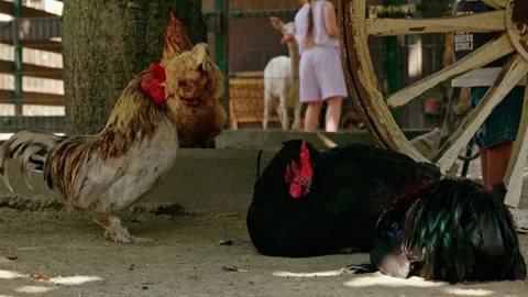 Roosters and Chickens by Rustic Wagon Wheel in Farmyard 2 Video stock 343672187