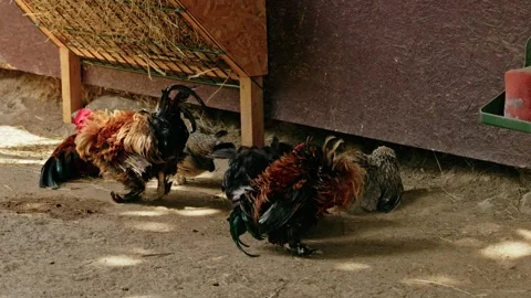 Roosters and Chickens by Rustic Wagon Wheel in Farmyard 3 Stockbeeldmateriaal 343672523