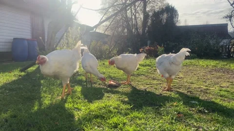 Roosters and hens walk in the yard of a poultry farm on green grass Stock Footage 220874792