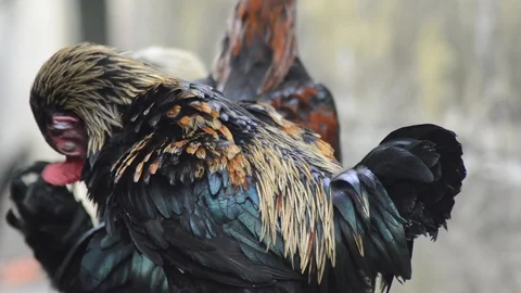 Roosters in the backyard Stock Footage 94600515