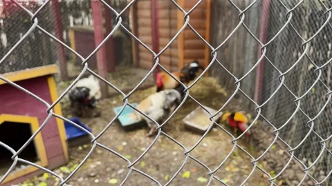 Roosters in a cage at a zoo, kept in captivity Video stock 329091817