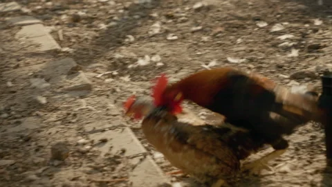 Roosters chasing hens in a farmyard Stock Footage 305847177