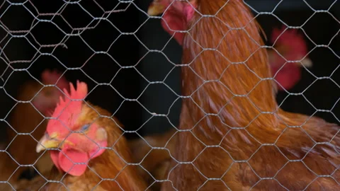 Roosters in a Chicken Coop Stock Footage 146140604