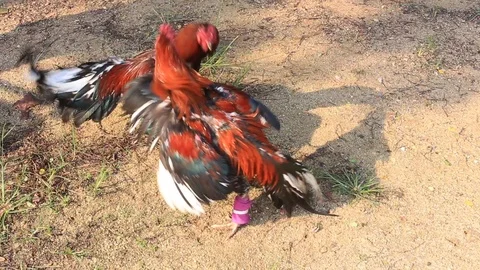 Roosters circling and attack each other during training for cockfight, Thailand Stock Footage 89076399