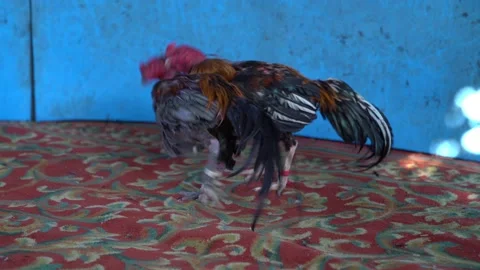 Roosters circling and attacking each other at cockfight, two cocks fighting o Stock Footage 130459068