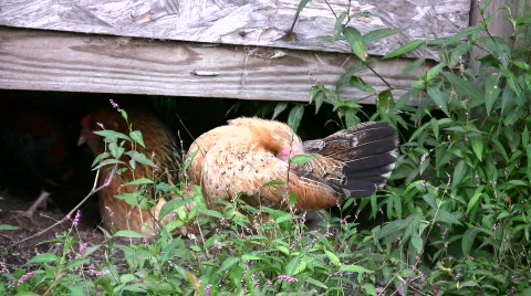 Roosters compete with crowing while chicken roll around Stock Footage 143344