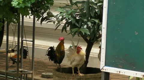 Roosters Crow Stock Footage 11235787