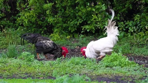 Roosters divide the territory Video stock 78740497
