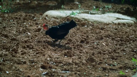 Roosters eat worms Stock-Footage 79994013