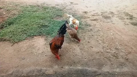 The roosters is eating rice in the front yard of the house Stock Footage 226380238