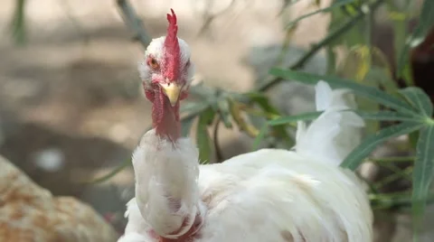 Roosters with feather loss 動画素材 42150151