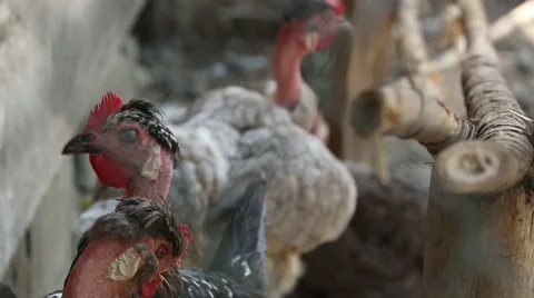 Roosters with feather loss 動画素材 42150183