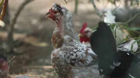 Roosters with feather loss 動画素材 42150202