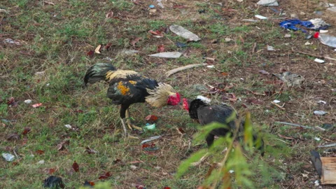 Roosters fighting gamecocks pecking and attacking on grass outdoors Stock Footage 345681536