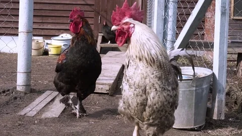 Roosters Stock Footage 73593115