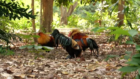Roosters Video stock 254848984