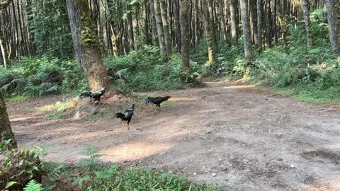 Roosters Foraging On Dirt Road In Pine Forest Stock Footage 342141732