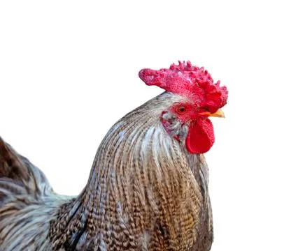 Rooster's head Stock Photos
