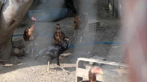 Roosters in the henhouse Stock-Footage 140404053