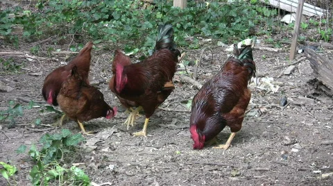 Roosters keeping watch Stock Footage 517227
