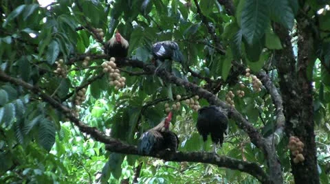 Roosters On Lamyai Tree Branches 스톡 동영상 12431081