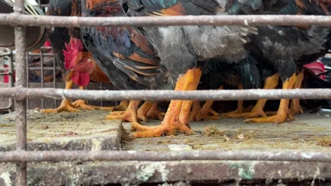 Roosters move inside a crowded and worn cage environment, showing conditions of Stock Footage 329373151