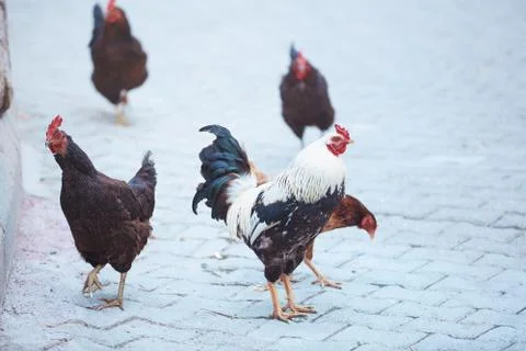 Roosters Stock Photos